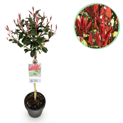 Buitenplant - Photinia fraseri 'Carre Rouge' op Stam - Winterhard - Pot Ø 19cm Hoogte ↕ 90cm