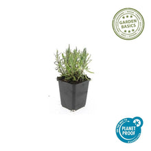 Buitenplant 6x Lavandula ang. 'Munstead' - Bloeiend - Pot Ø 9cm Hoogte ↕ 10-25cm