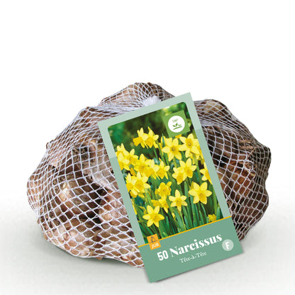 Buitenplant - Narcis Tete-a-Tete - Bloeiend - 50 stuks Bolmaat 10/12