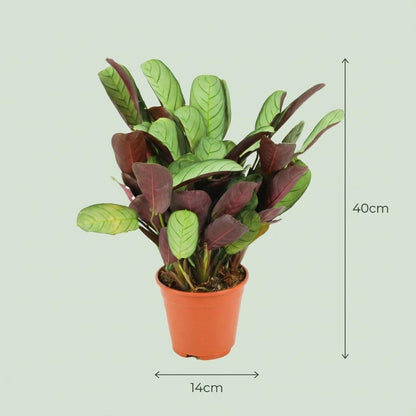 Kamerplant 2x Ctenanthe Amagris - Pot Ø 14cm Hoogte ↕ 25-35cm