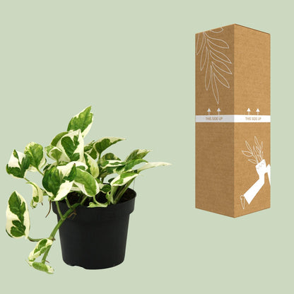 Kamerplant - Scindapsus (Epipremnum) N'joy - Pot Ø 12cm Hoogte ↕ 15cm