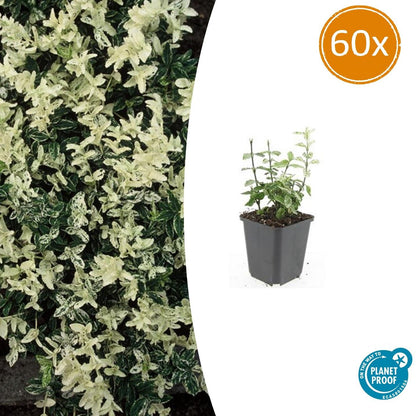 Buitenplant 60x Euonymus fort. 'Harlequin' - Bladhoudend - Pot Ø 9cm Hoogte ↕ 10-25cm