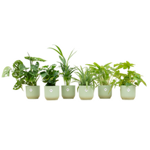 Kamerplant - Verrassingsbox 6 planten - Inclusief sierpot Ø 14cm