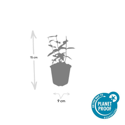 Buitenplant 12x Hypericum inodorum 'Annebel' - Bloeiend - Pot Ø 9cm