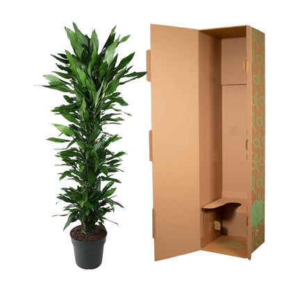 Kamerplant - Dracaena Janet Lind vertakt - Pot Ø 34cm Hoogte ↕ 170cm