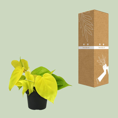Kamerplant - Philodendron Lime - Luchtzuiverend - Pot Ø 12cm Hoogte ↕ 20cm