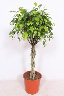 XL kamerplant - Ficus Exotica - Pot Ø 30cm Hoogte ↕ 120cm