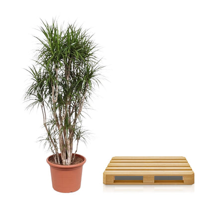 Kamerplant - Dracaena Marginata vertakt - Pot Ø 40cm Hoogte ↕ 220cm