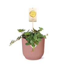 Kamerplant - Peperomia 'Hope' - Pot Ø 14cm