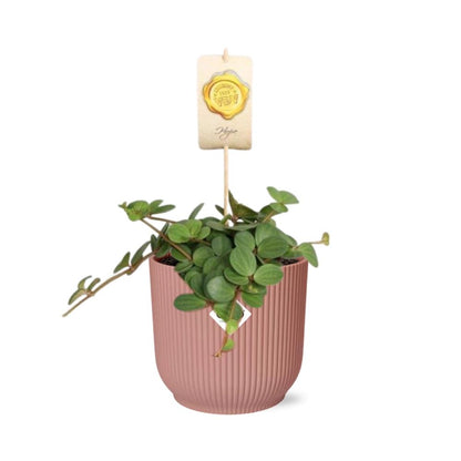 Kamerplant - Peperomia 'Hope' - Pot Ø 14cm