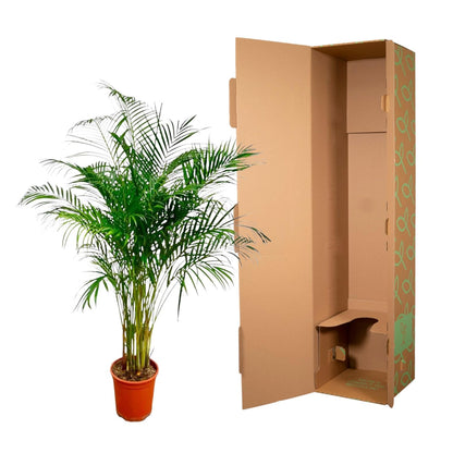 Kamerplant - Dypsis Lutescens (Areca Palm) - Hoogte ↕ 12-230cm