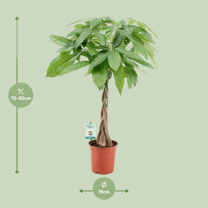Kamerplant - Pachira Aquatica - Pot Ø 19cm Hoogte ↕ 80cm