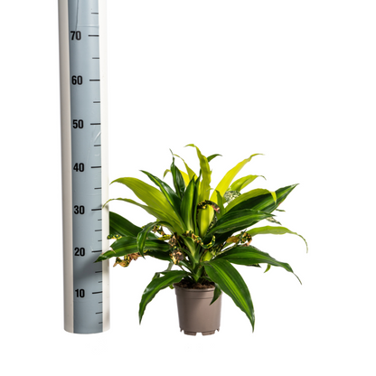 Kamerplant - Mixed Combo - Pot Ø 17cm Hoogte ↕ 55-65cm