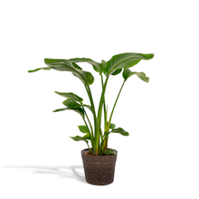 Kamerplant - Strelitzia Nicolai + Mand Igmar - Pot Ø 19cm Hoogte ↕ 90cm