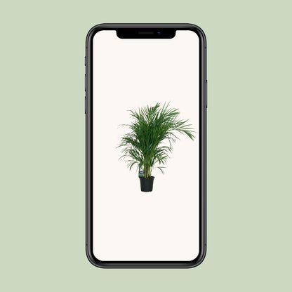 Kamerplant - Dypsis Lutescens - Luchtzuiverend - Pot Ø 19cm Hoogte ↕ 100cm