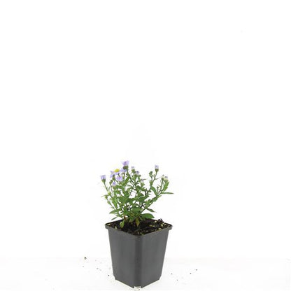Buitenplant 24x Aster (D) 'Prof. Anton Kippenberg' - Bloeiend - Pot Ø 9cm Hoogte ↕ 10-25cm