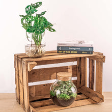 Kamerplant - Monstera - DIY-pakket Hydroponie