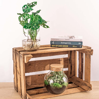 Kamerplant - Monstera - DIY-pakket Hydroponie