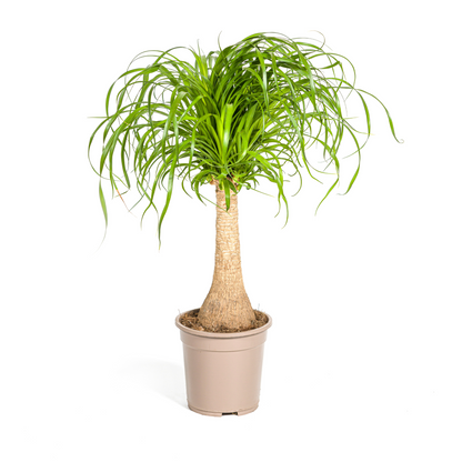 Kamerplant - Beaucarnea Recurvata - Pot Ø 21cm Hoogte ↕ 60-80cm