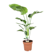 Kamerplant - Strelitzia Nicolai - Pot Ø 21cm Hoogte ↕ 90cm