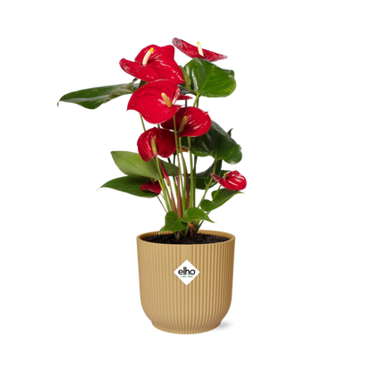 Kamerplant - Anthurium Red - Pot Ø 14cm