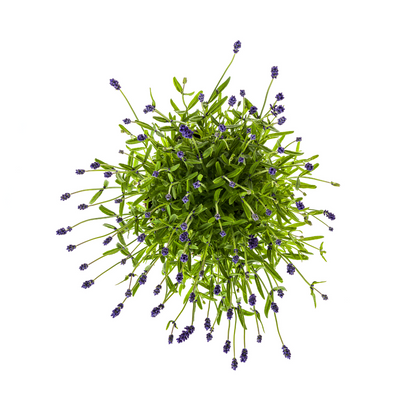 Buitenplant - Lavandula Angustifolia - Pot Ø 19cm Hoogte ↕ 40-50cm