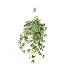 Kamerplant - Hedera Helix Gold Child - Hangplant XXL - Pot Ø 24cm
