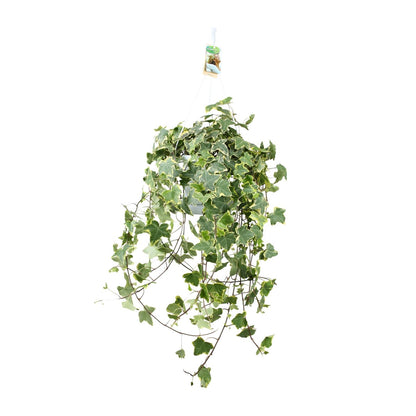 Kamerplant - Hedera Helix Gold Child - Hangplant XXL - Pot Ø 24cm