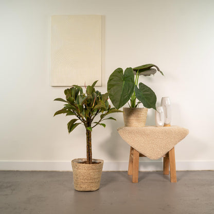Kamerplant set - Ficus Elastica Melany + Alocasia Wentii - Met mand - Pot Ø 21cm + Ø 19cm