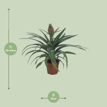 Kamerplant - Ananas Mi Amigo - Pot Ø 12cm Hoogte ↕ 40cm