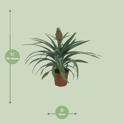 Kamerplant - Ananas Mi Amigo - Pot Ø 12cm Hoogte ↕ 40cm