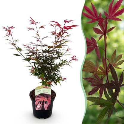 Buitenplant - Acer palmatum Shaina - Winterhard - Pot Ø 19cm Hoogte ↕ 70cm