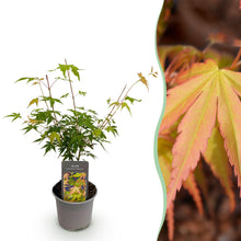 Buitenplant - Acer palmatum Katsura - Pot Ø 12cm Hoogte ↕ 35cm