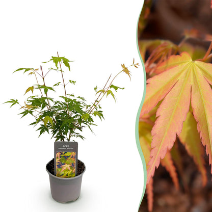 Buitenplant - Acer palmatum Katsura - Pot Ø 12cm Hoogte ↕ 35cm