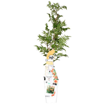 Buitenplant - Campsis Indian Summer - Bloeiend - Pot Ø 15cm Hoogte ↕ 65cm