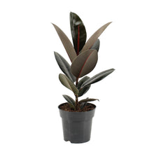Kamerplant - Ficus Elastica Abidjan - Pot Ø 17cm Hoogte ↕ 55cm