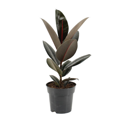 Kamerplant - Ficus Elastica Abidjan - Pot Ø 17cm Hoogte ↕ 55cm