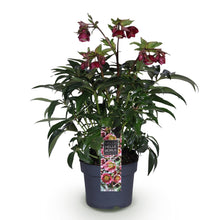 Buitenplant - Helleborus Dacaya - Bloeiend - Pot Ø 19cm Hoogte ↕ 50cm
