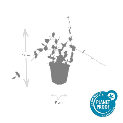 Buitenplant 48x Vinca minor 'Blue and Gold' - Bodembedekker - Pot Ø 9cm Hoogte ↕ 10-25cm