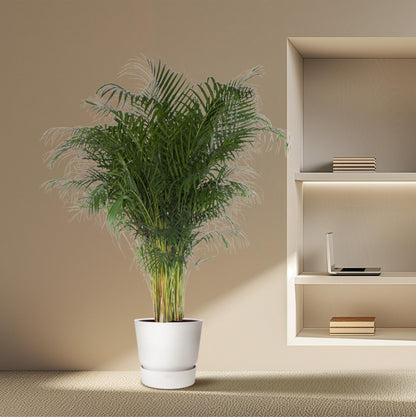 Kamerplant - Dypsis Lutescens (Areca Palm) - Hoogte ↕ 12-230cm