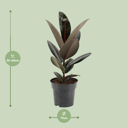 Kamerplant - Ficus Elastica Abidjan - Pot Ø 17cm Hoogte ↕ 55cm
