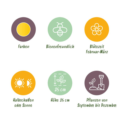 Buitenplant 25x Eranthis Cilicica - Bloembollen Geel - Bolmaat 4/5