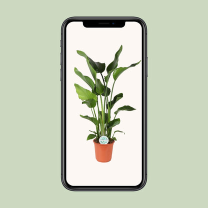 Kamerplant - Strelitzia Nicolai - Hoogte ↕ 35-250cm