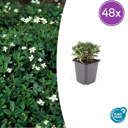 Buitenplant 48x Potentilla tridentata 'Nuuk' - Bloeiend - Pot Ø 9cm Hoogte ↕ 10-25cm