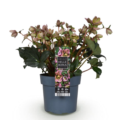 Buitenplant - Helleborus Angels Glow - Bloeiend - Pot Ø 19cm Hoogte ↕ 50cm