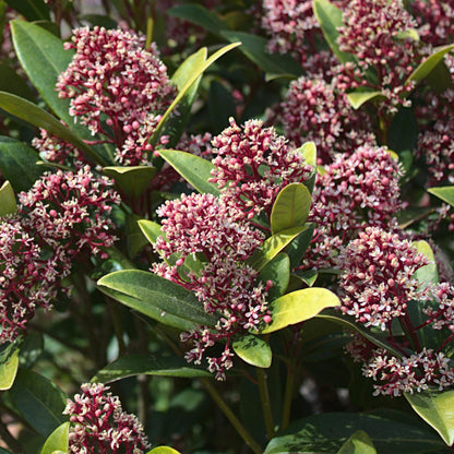 Buitenplant - Skimmia japonica Rubella - Winterhard - Pot Ø 19cm Hoogte ↕ 60cm
