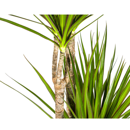 XL kamerplant - Dracaena Marginata Green - Pot Ø 27cm Hoogte ↕ 170-190cm