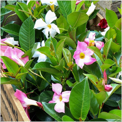 Buitenplant 6x Dipladenia White - Mandevilla wit - Pot Ø 12cm Hoogte ↕ 25cm