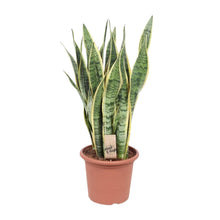 Kamerplant - Sansevieria Trifasciata Laurentii - Pot Ø 25cm Hoogte ↕ 85cm