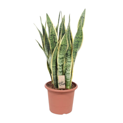 Kamerplant - Sansevieria Trifasciata Laurentii - Pot Ø 25cm Hoogte ↕ 85cm